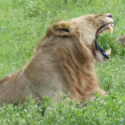Ngorongoro - Lion
