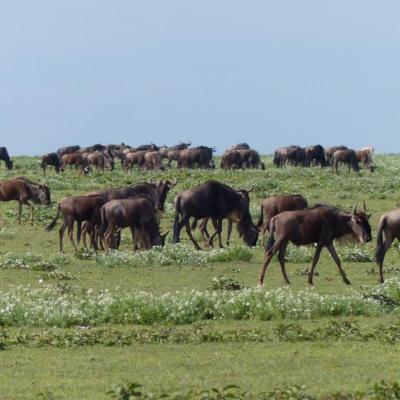 Ngorongoro - Migration Gnous (2)