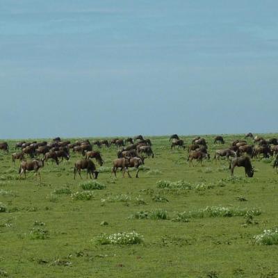 Ngorongoro - Migration Gnous