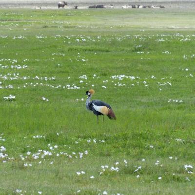 Ngorongoro - Oiseau (2)