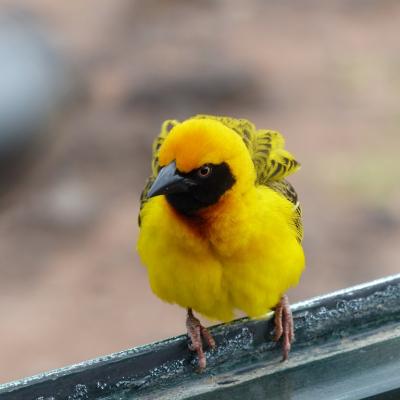 Ngorongoro - Oiseau