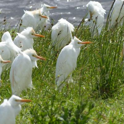Ngorongoro - Oiseaux