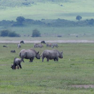 Ngorongoro - Rhinocéros