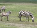 Ngorongoro - Zèbres et bébé