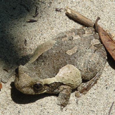 Parc Manuel Antonio - Crapaud