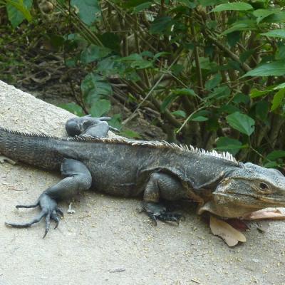 Parc Manuel Antonio - Iguane (2)