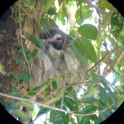 Parc Manuel Antonio - Paresseux