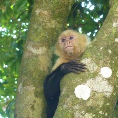Parc Manuel Antonio - Singe à tête blanche