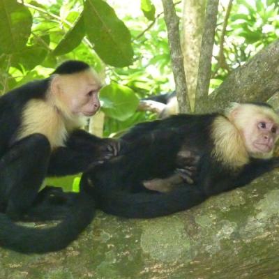 Parc Manuel Antonio - Singes à tête blanche