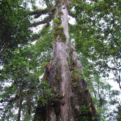 Parc National  Tenorio - Arbre de la Paix