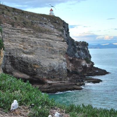 Péninsule Otago (2)