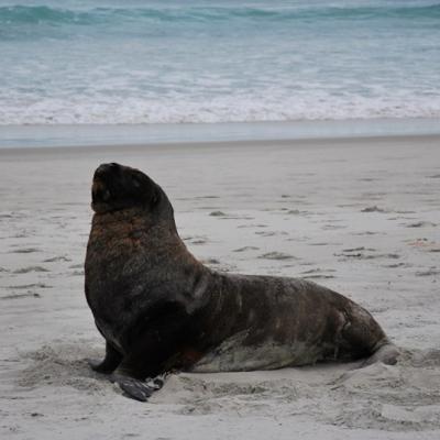Péninsule Otago - Lion de mer