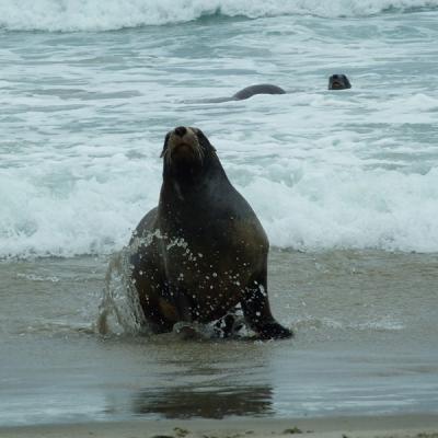 Peninsule Otago - Lion de mer (2)