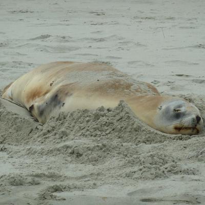Peninsule Otago - Lion de mer (3)