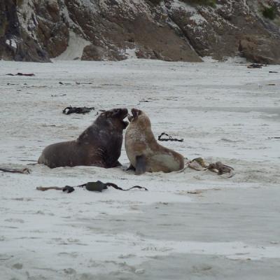 Peninsule Otago - Lion de mer (4)
