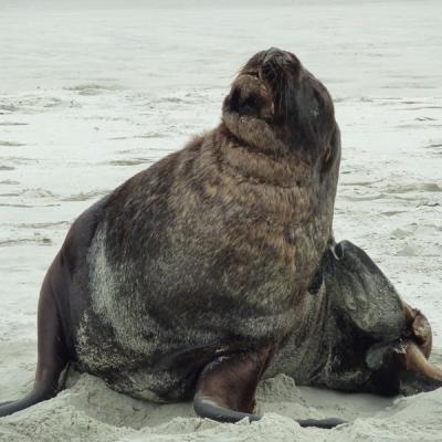 Peninsule Otago - Lion de mer