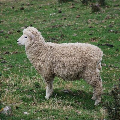 Peninsule Otago - Mouton