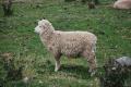 Peninsule Otago - Mouton