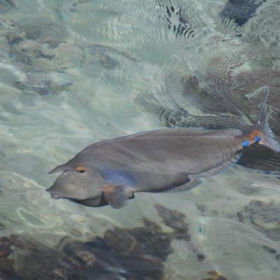 Poisson chirurgien