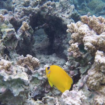 Poisson jaune