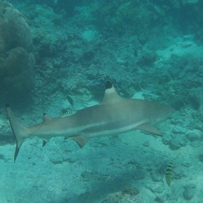 Requin pointe noire (2)
