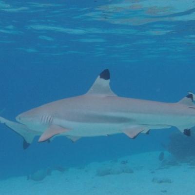 Requin pointe noire