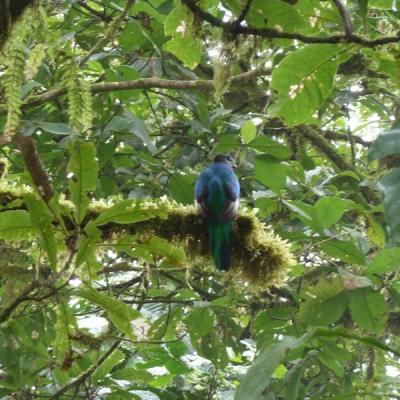 Réserve Santa Elena - Quetzal
