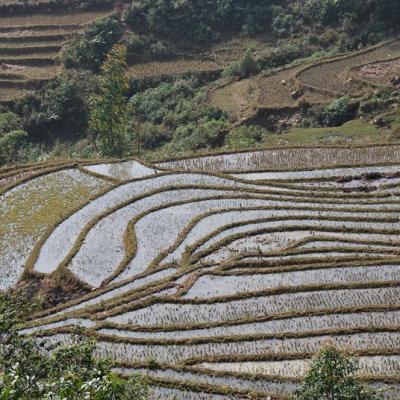 Sapa - Rizières