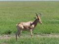 Serengeti - Antilope