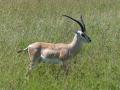 Serengeti - Gazelle de Thompson