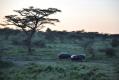 Serengeti - Hippopotames (2)