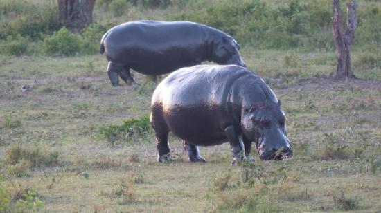 Serengeti - Hippopotames