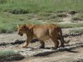 Serengeti  - Lionceau