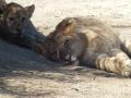 Serengeti - Lionne et lionceau (2)