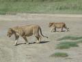 Serengeti - Lionne et lionceau