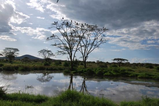 Serengeti - Plan d'eau