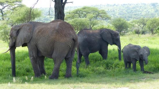 Tarangire - Eléphants (4)