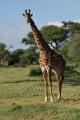 Tarangire - Girafe
