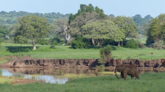 Tarangire - Parc