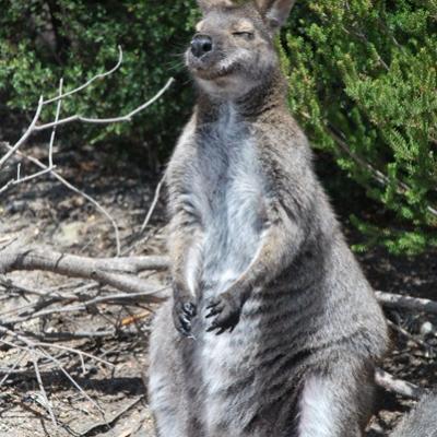 Tasmanie - Kangourou