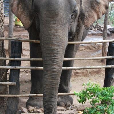Tat Lo - Elephant