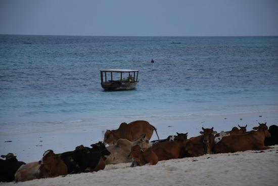 Zanzibar - Nungwi - Vaches sur la plage