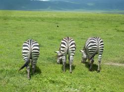 ngorongoro-zebres-posterieurs.jpg