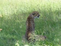 serengeti-guepard.jpg