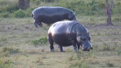 serengeti-hippopotames.jpg