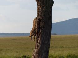 serengeti-leopard-3.jpg