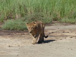 serengeti-lionceau.jpg