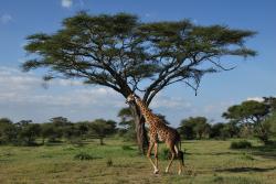 tarangire-girafe-2.jpg